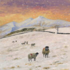 Lake District art print Sheep Snow & Skiddaw by local artist Jeff Sudders. Sheep in snowy north Lakeland fields with mountains behind and glowing sunset in yellow and purple hues.