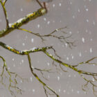 Lake District art print by local artist Jeff Sudders. A winters scene of a beautiful robin sitting on a branch; Lake Windermere at the bottom of the print; white snowflakes are falling across the print.