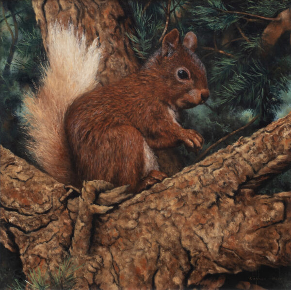 An original oil painting by wildlife artist Stephen Park. Stephen has painted a variety of Lake District animals; here he has painted a red squirrel perched on a branch with foliage in the background. He has a very realistic style and beautifully captures texture, particularly the animal’s fur and roughness of the tree bark.