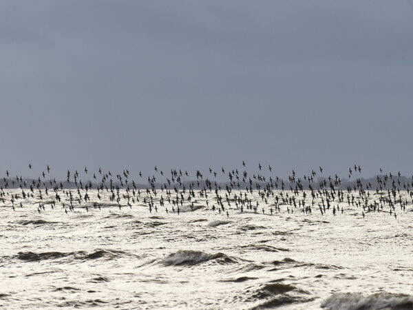 A stunning image captured by wildlife and environmental photographer Heather Marlow Stephenson, on display at Cook House Crafts in Bowness, the Lake District. A high-definition photograph printed onto aluminium dibond, suitable for bathrooms, kitchens and covered outdoor areas. This photo captures a murmuration cruising across the horizon, perfectly balanced between the sea and the sky.