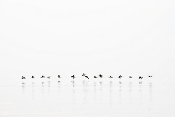 A stunning image captured by wildlife and environmental photographer Heather Marlow Stephenson, on display at Cook House Crafts in Bowness, the Lake District. The image captures a small flock of birds flying in murmuration, skimming the top of the water. Their reflections bounce along the ripples of the water. A high-definition photograph printed onto aluminium dibond, suitable for bathrooms, kitchens and covered outdoor areas.