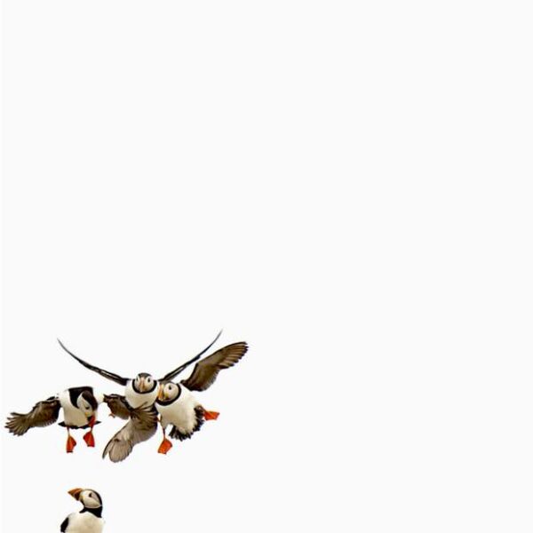 A stunning image captured by wildlife and environmental photographer Heather Marlow Stephenson, on display at Cook House Crafts in Bowness, the Lake District. A high-definition photograph printed onto aluminium dibond, suitable for bathrooms, kitchens and covered outdoor areas. A stunning action shot of Puffin’s making a crash landing. The contrast between the subjects and the background beautifully exhibit the Puffin’s unique look and the bright colours of their beaks and legs.