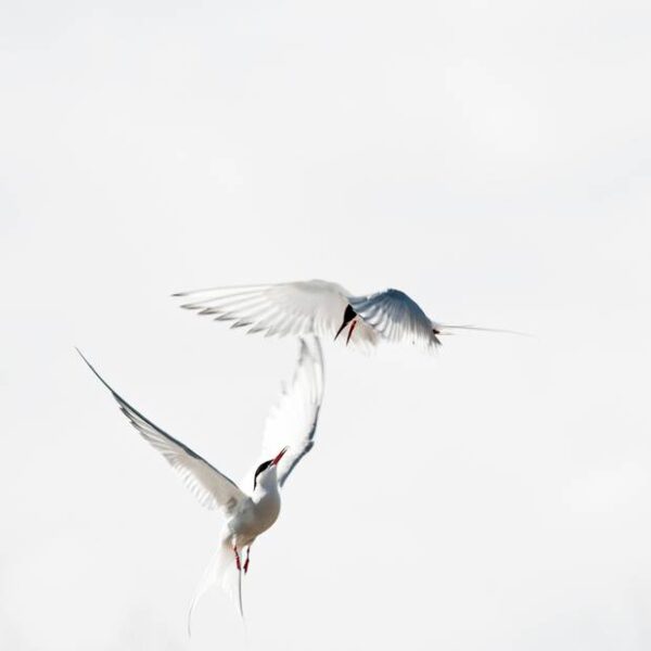 A stunning image captured by wildlife and environmental photographer Heather Marlow Stephenson, on display at Cook House Crafts in Bowness, the Lake District. A high-definition photograph printed onto aluminium dibond, suitable for bathrooms, kitchens and covered outdoor areas. A stunning, square action shot capturing two Terns squabble and clash in the sky.