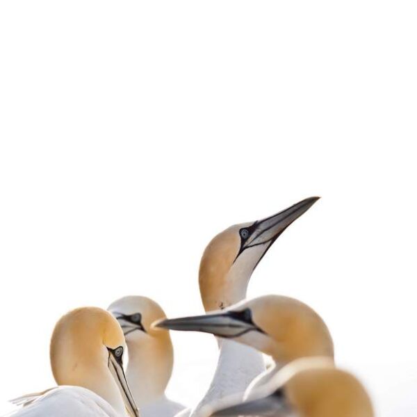 A stunning image captured by wildlife and environmental photographer Heather Marlow Stephenson, on display at Cook House Crafts in Bowness, the Lake District. A high-definition photograph printed onto aluminium dibond, suitable for bathrooms, kitchens and covered outdoor areas. A single Gannet lifts his head above the flock. A beautiful image that captures the golden crowns of the Gannets plumage.