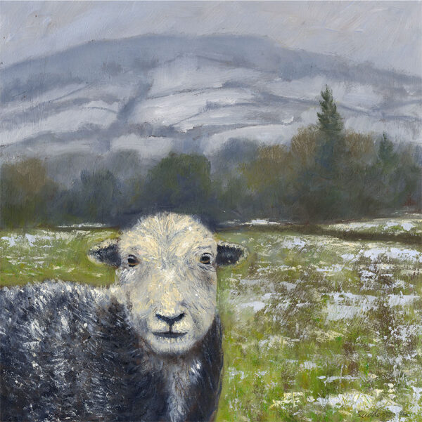 Lake District art print Local by local artist Jeff Sudders. A Herdwick sheep in the foreground with snow dusted field and mountains behind.