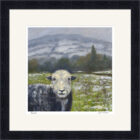 Lake District Aft framed print Local by Jeff Sudders. A herdwick sheep in the foreground with fields and Lakeland fells in the distance.