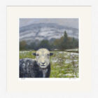 Lake District Art framed print Local by Jeff Sudders. A herdwick sheep with Lake District mountains and fields in the distance.