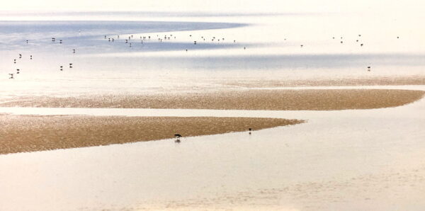 A stunning image captured by wildlife and environmental photographer Heather Marlow Stephenson, on display at Cook House Crafts in Bowness, the Lake District. A high-definition photograph printed onto aluminium dibond, suitable for bathrooms, kitchens and covered outdoor areas. Birds scatter the bay area, happily wading in the sands while the sunlight and sky reflects off the water in the distance.