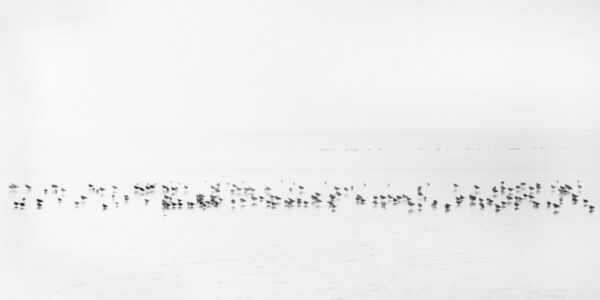Photograph on dibond by Heather Marlow Stephenson of birds resting on the bay, captured all facing one direction.