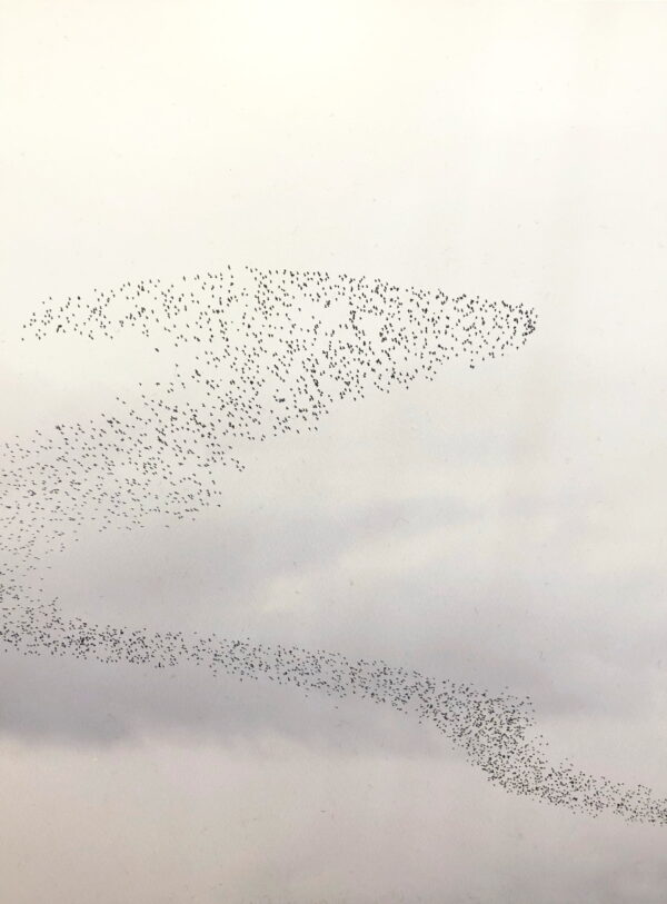 A stunning image captured by wildlife and environmental photographer Heather Marlow Stephenson, on display at Cook House Crafts in Bowness, the Lake District. A high-definition photograph printed onto aluminium dibond, suitable for bathrooms, kitchens and covered outdoor areas. A murmuration of birds weave across a cloudy and grey sky.