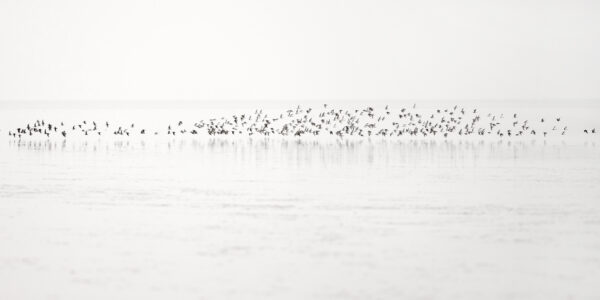 Photograph on dibond by Heather Marlow Stephenson, capturing a flock of birds flying over the Bay close to the water.
