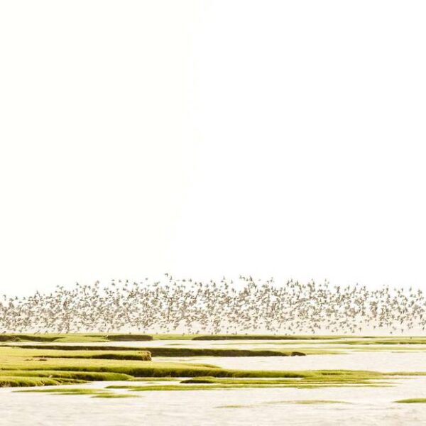 A stunning image captured by wildlife and environmental photographer Heather Marlow Stephenson, on display at Cook House Crafts in Bowness, the Lake District. A high-definition photograph printed onto aluminium dibond, suitable for bathrooms, kitchens and covered outdoor areas. At low tide Heather has captured a flock in flight, highlighting the contrast between the bright yet cloudy sky and the green of the bay below. A beautiful capture of the nature and colour in the Bay area.