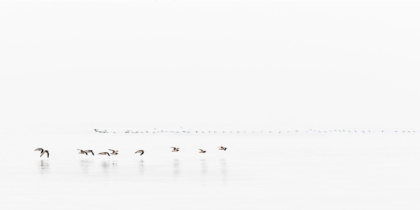 A stunning image captured by wildlife and environmental photographer Heather Marlow Stephenson, on display at Cook House Crafts in Bowness, the Lake District. A high-definition photograph printed onto aluminium dibond, suitable for bathrooms, kitchens and covered outdoor areas. Small flocks of birds fly over the surface of the bay.