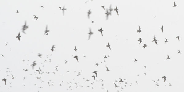 A stunning image captured by wildlife and environmental photographer Heather Marlow Stephenson, on display at Cook House Crafts in Bowness, the Lake District. A high-definition photograph printed onto aluminium dibond, suitable for bathrooms, kitchens and covered outdoor areas. A snapshot of a flock of birds in flight. The birds scatter across the photograph, unorganised and full of energy on the backdrop of a grey and cloudy sky.