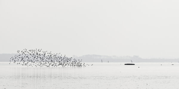 A stunning image captured by wildlife and environmental photographer Heather Marlow Stephenson, on display at Cook House Crafts in Bowness, the Lake District. A high-definition photograph printed onto aluminium dibond, suitable for bathrooms, kitchens and covered outdoor areas. The photograph captures a flock of dark birds taking off from the waters surface. In the background, we look across the Bay, seeing buoys, docking poles and the wooded landscape on the far side of the Bay. The day is cold and the we can see how the cloud diffuses the light, assuring that the dark birds stand out in this calm yet striking environment.