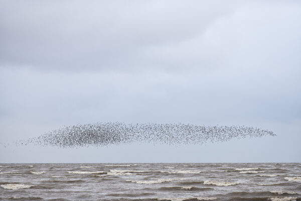 A stunning image captured by wildlife and environmental photographer Heather Marlow Stephenson, on display at Cook House Crafts in Bowness, the Lake District. A high-definition photograph printed onto aluminium dibond, suitable for bathrooms, kitchens and covered outdoor areas. A flock of birds fly over the grey sea, against the background of a blue yet cloudy sky.