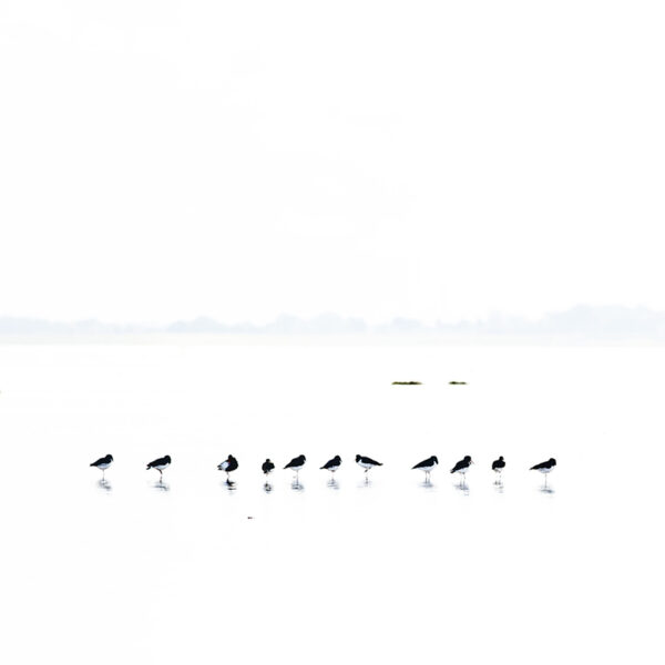 A stunning image captured by wildlife and environmental photographer Heather Marlow Stephenson, on display at Cook House Crafts in Bowness, the Lake District. A high-definition photograph printed onto aluminium dibond, suitable for bathrooms, kitchens and covered outdoor areas. Here we see a small group of birds resting in the shallow of the Bay. Their dark coats contrast highly against a bright yet foggy landscape.