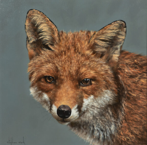 Original oil painting by Stephen Park of a fox in precise detail.