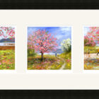 Lake District art framed print Cherry Blossom at Waterhead Trio by local artist Jeff Sudders in a black frame.