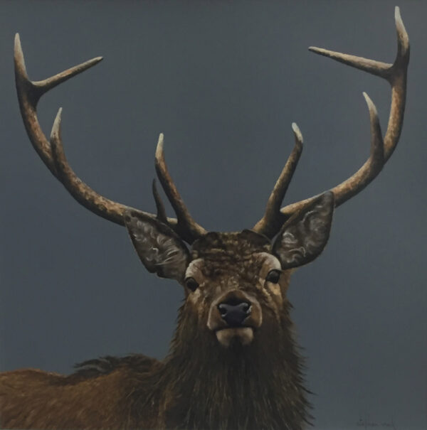 Stag original oil panting by Stephen Park