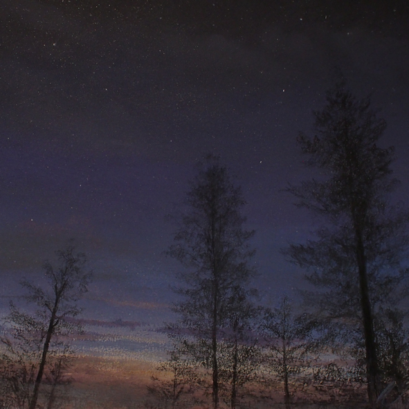 Twilight's Reverence - Trees on Grizedale Forest, Cumbria SOLD