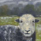 Lake District art framed print Local by Jeff Sudders is of a herdwick sheep in the Lake District landscape.