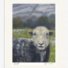 Lake District art framed print of a herdwick sheep titled Local by Jeff Sudders.