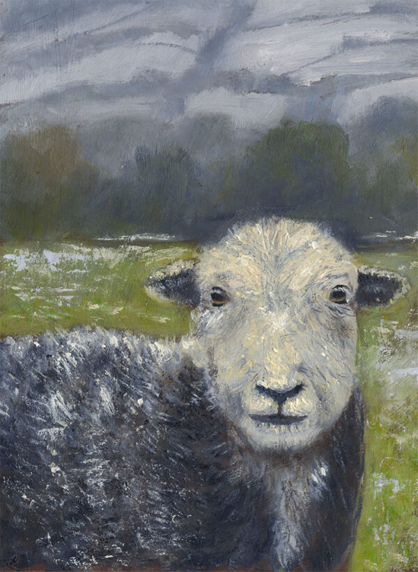 Lake District art framed print Local by Jeff Sudders is of a herdwick sheep in the Lake District landscape.
