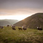 herdwick sheep Framed photograph Print by Lake District art local Photographer Nathan Buckley of lambs overlooking mellbreak and grasmoor above crummock water