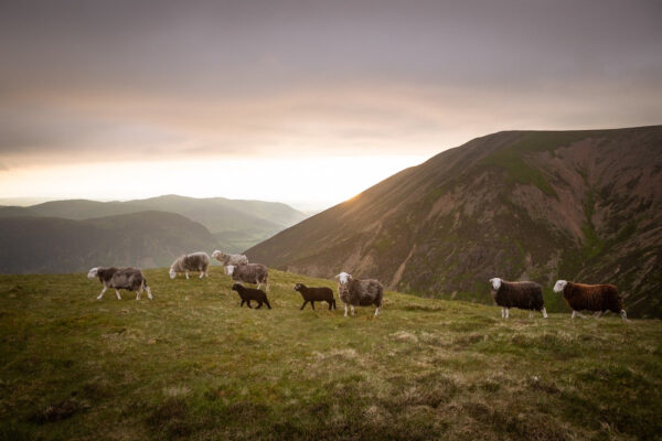 herdwick sheep Framed photograph Print by Lake District art local Photographer Nathan Buckley of lambs overlooking mellbreak and grasmoor above crummock water