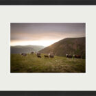 herdwick sheep Framed photograph Print by Lake District art local Photographer Nathan Buckley of lambs overlooking mellbreak and grasmoor above crummock water
