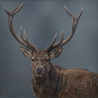 lake district art original painting of a stag with antlers photorealistic animal portrait original oil painting