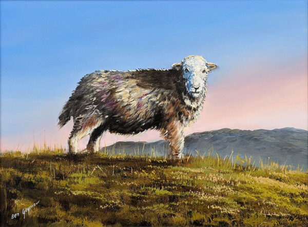 Lake District art original oil painting Herdwick by Ben Goymour of a Herdwick ewe standing on a fellside with pink and blue sky and mountain ridge in the distance.