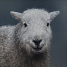 lake district art original oil painting photorealist portrait of a herdwick lamb sheep on a grey blue background with amazing detail and a smile