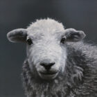 lake district art original oil painting of a herdwick lamb cute fluffy photorealist portrait on a grey background with amazing detail