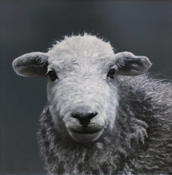 lake district art original oil painting of a herdwick lamb cute fluffy photorealist portrait on a grey background with amazing detail