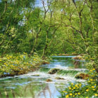 Oil painting on canvas by Terry Evans of a river in spring with buttercups and abundant trees on leaves