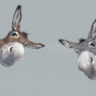 Limited Edition Print by Artist Nicky Litchfield