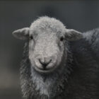 Herdwick Ewe Lake District art an original oil painting by Stephen Park