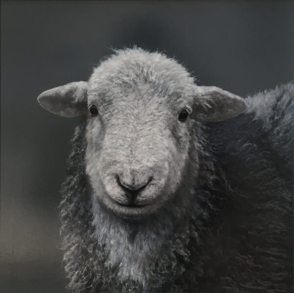 Herdwick Ewe Lake District art an original oil painting by Stephen Park