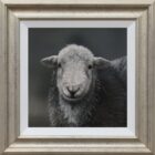 Herdwick Ewe Lake District art an original oil painting by Stephen Park framed