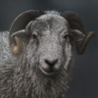 Herdwick Ram Lake District art an original oil painting by Stephen Park