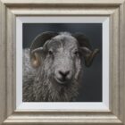 Herdwick Ram Lake District art an original oil painting by Stephen Park