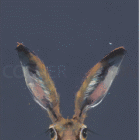 Limited Edition Print by Artist Nicky Litchfield