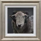 Herdwick Ram Lake District art an original oil painting by Stephen Park