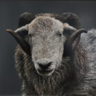 Herdwick Ram Lake District art an original oil painting by Stephen Park
