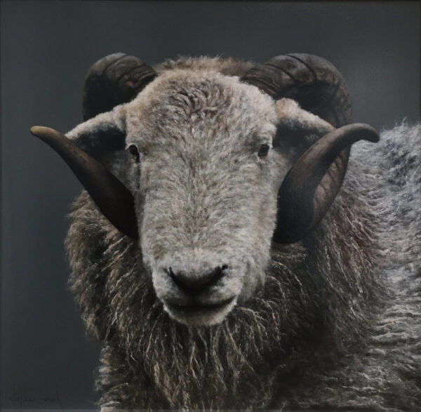 Herdwick Ram Lake District art an original oil painting by Stephen Park