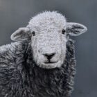 Herdwick Lamb Lake District art an original oil painting by Stephen Park. A traditional life like animal portrait in great detail by wildlife artist