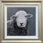 Herdwick Lamb Lake District art an original oil painting by Stephen Park. A traditional life like animal portrait in great detail by wildlife artist