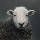 Herdwick Lake District art an original oil painting by Stephen Park